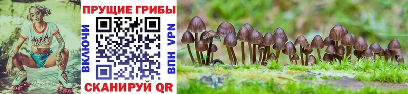 кракен ссылки  Ярцево  сайты даркнета формула  Галлюциногенные грибы GOLDEN TEACHER 